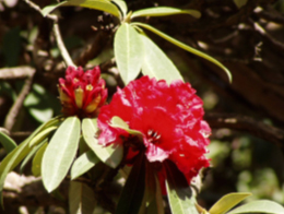 Rhododendrons / &copy;: Preston Ahimaz/WWF-India