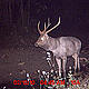 &copy; WWF-India, NBL & Pakke Wildlife Division