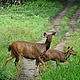 &copy; Garga Mohan/WWF-India