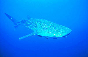  / &copy;: Javier ORDONEZ/WWF-Canon