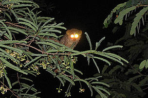 Slender Loris is arboreal and spends most of its life on trees / ©: Ameen Ahmed/WWF-India / ©: Ameen Ahmed/WWF-India