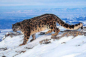 Snow Leopard / ©: Klein & Hubert/WWf / ©: Klein & Hubert/WWf