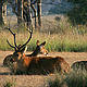 &copy; Diwakar Sharma/WWF-India