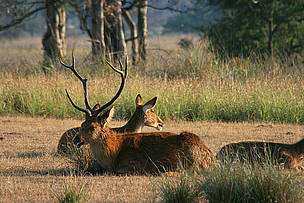  / &copy;: Diwakar Sharma/WWF-India