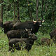 &copy; Ameen Ahmed/WWF-India