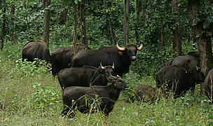  / &copy;: Ameen Ahmed@WWF-India