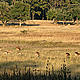 &copy; Diwakar Sharma/WWF-India