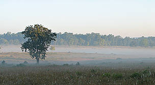  / &copy;: Diwakar Sharma/WWF-India
