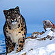 &copy; Klein & Hubert /WWF 