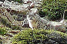  / &copy;: Aishwarya Maheshwari/WWF-India