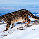 &copy; Klein & Hubert/WWF