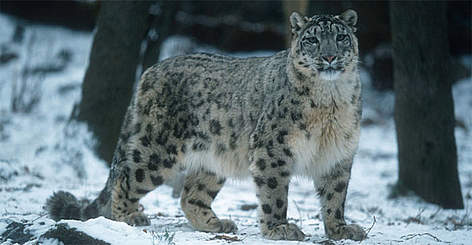 Snow Leopard / ©: Martin Harvey/WWF-Canon / ©: Martin Harvey/WWF-Canon