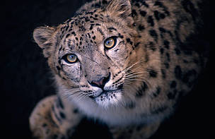 Snow leopard
© National Geographic Stock/Jason Edwards WWF
© National Geographic Stock/Jason Edwards WWF