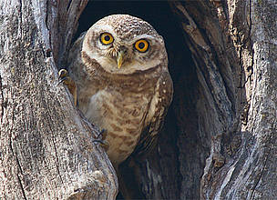  / &copy;: WWF-India