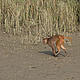 &copy; Chiranjib Chakraborty/WWF-India