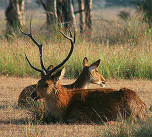 Swamp Deer / ©: Diwakar Sharma/WWF-India / ©: Diwakar Sharma/WWF-India