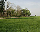 A farmland bordering Dudhwa Tiger Reserve near Palia town
