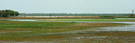 Dudhwa Wetlands / ©: Diwakar Sharma/WWF-India / ©: Diwakar Sharma/WWF-India