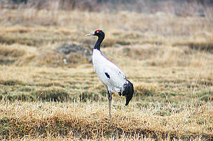 The Black-necked Crane
© Pankaj Chandan/WWF-India
© Pankaj Chandan/WWF-India