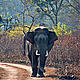 &copy; Anil Cherukupalli/WWF-India