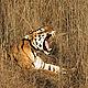 &copy; Joseph-Vattakaven/WWF-India