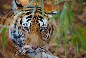  / &copy;: Ola Jennersten/WWF-Sweden