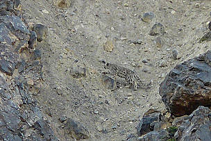 The Snow Leopard photographed from Kargil District, India during WWF-India's survey in Jun 2009 / ©: Aishwarya Maheshwari/WWF-India / ©: Aishwarya Maheshwari/WWF-India