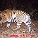 &copy; WWF-India, NBL & Pakke Wildlife Division