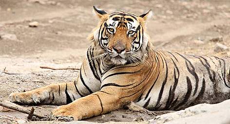 Tigers need large territories. And along with habitat, tigers have also suffered a severe loss of ... / ©: Ravi Singh/WWF-India / ©: Ravi Singh/WWF-India