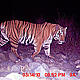 &copy; WWF-India, NBL & Pakke Wildlife Division