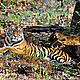 &copy; Khalid Pasha/WWF-India