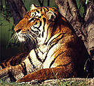 Indian Tiger (<i>Panthera tigris</i>) Close-up. / &copy;: WWF-Canon / Martin HARVEY