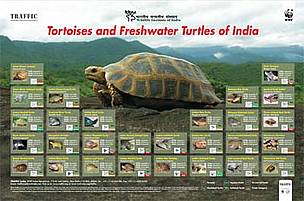 Tortoises and Freshwater Turtles of India Poster. / ©: TRAFFIC India Tortoises and Freshwater Turtles of India Poster. Click on the image to download a copy of the ... / ©: TRAFFIC India