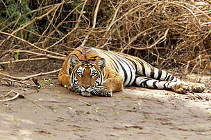 Bengal tiger / ©: Vijaya Kumar K/ WWF-India / ©: Vijaya Kumar K/ WWF-India