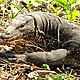 &copy; Ananda Banerjee/WWF-India