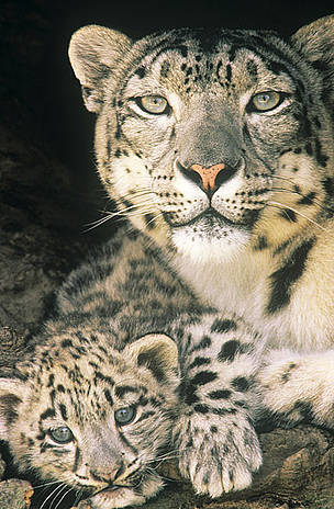 Snow leopard with cub / ©: David Lawson/WWF-UK / ©: David Lawson/WWF-UK