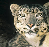 / ©: David Lawson/WWF-UK / ©: David Lawson/WWF-UK