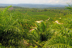  / &copy;: Fletcher & Baylis/WWF-Indonesia