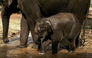  / &copy;: Martin Harvey/WWF-Canon