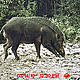 &copy; WWF-India, NBL & Pakke Wildlife Division