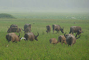 Wild Buffaloes / ©: Garga Mohan/WWF-India / ©: Garga Mohan/WWF-India